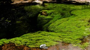 Cano Cristales