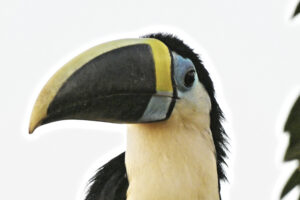 Ranphastos Tucanus