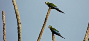 loros madre selva