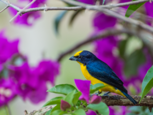 Aves