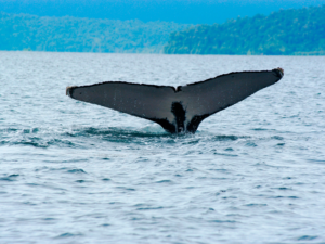 Ballenas-4
