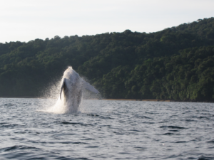Ballenas-6