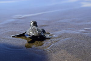 Tortugas 1
