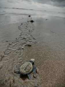 Tortugas 4