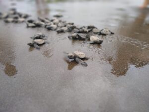 Torutgas 5