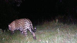 jaguar 2 hato de la aurora