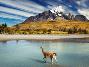 guanaco-crossing-the-river_1024_0