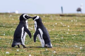 isla-magdalena-punta-arenas